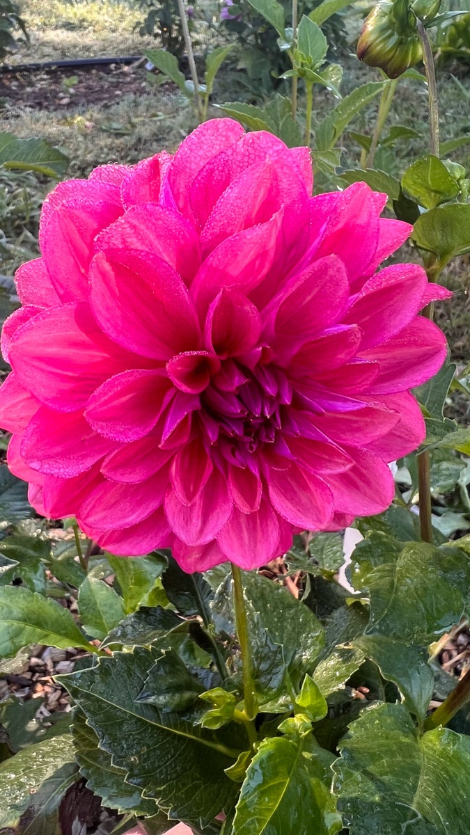 Dahlia Tuber with no flecks Noble Flowers